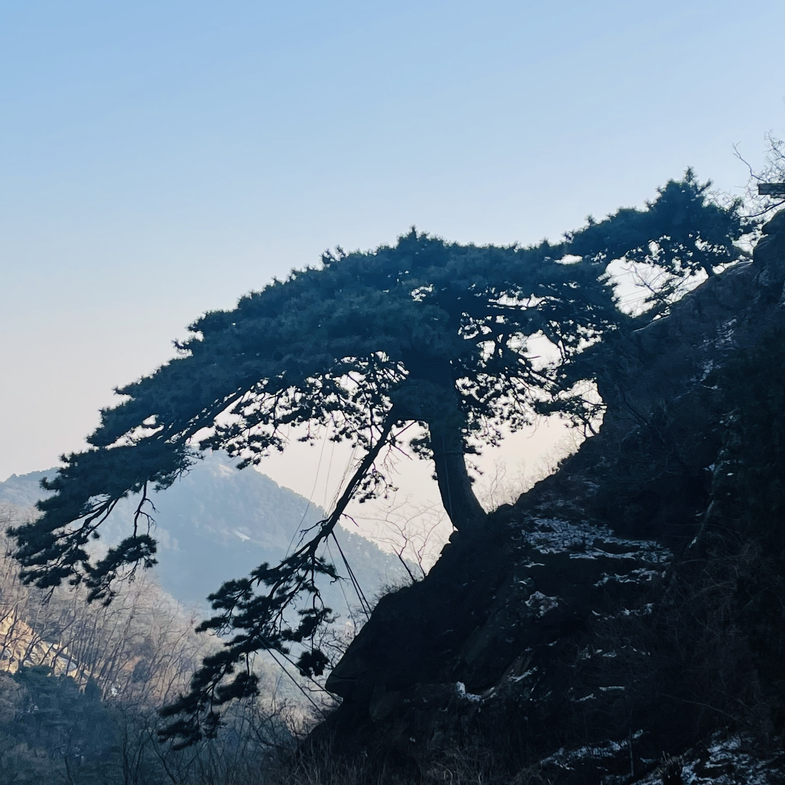 泰山迎客松