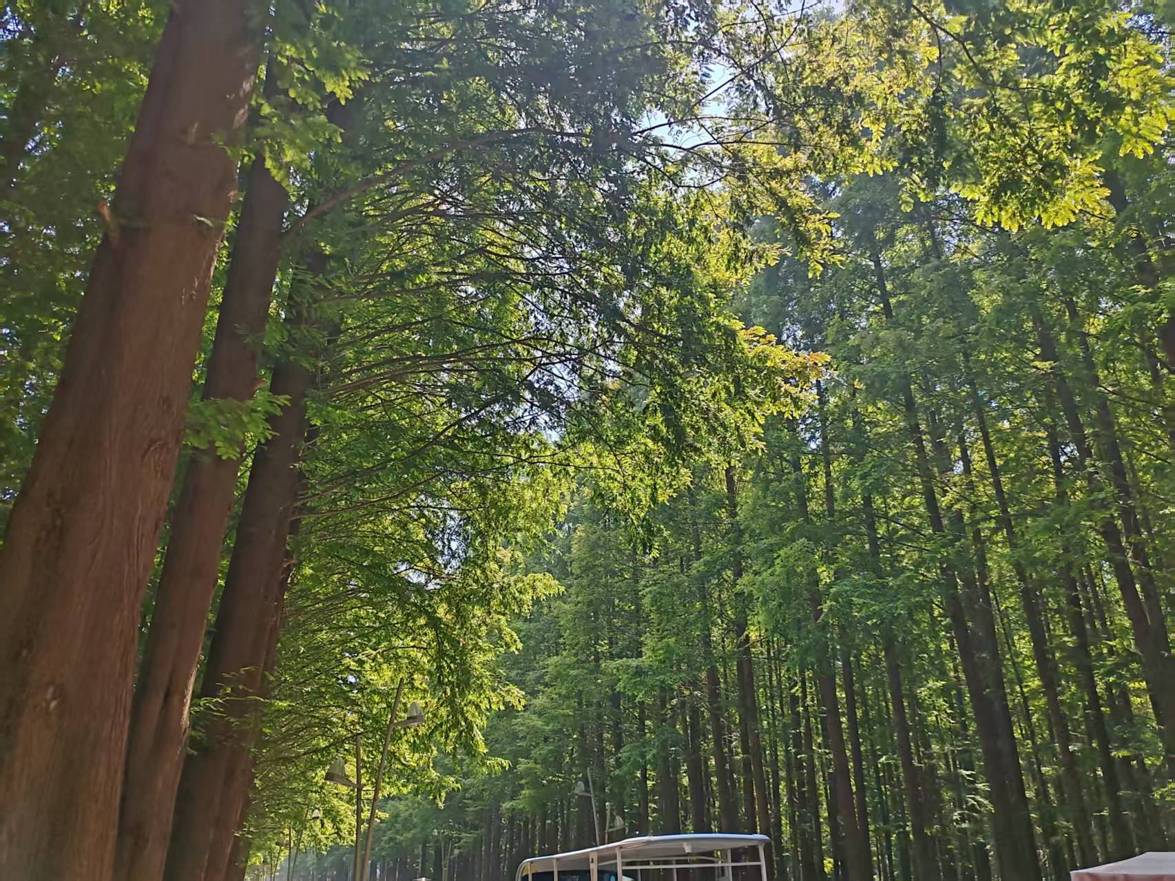 水杉林