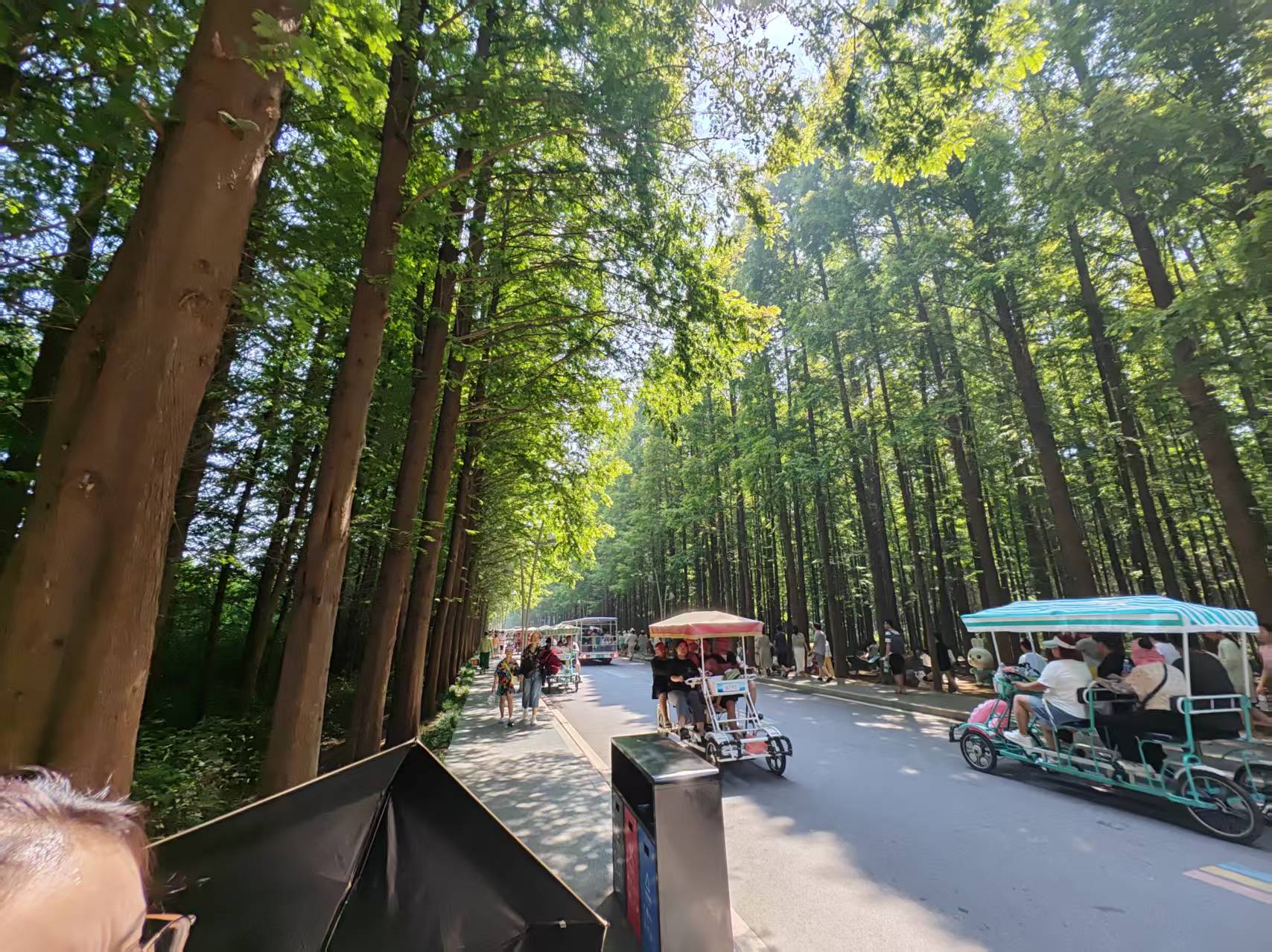 水杉林
